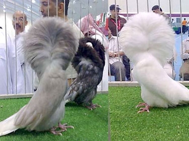 إقبال كبير على معرض مربى الطيور في محمية حديقة قرم العمانية