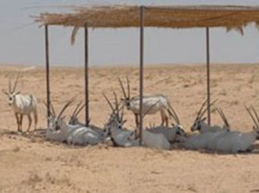 إطلاق مجموعة من غزلان الريم والمها العربي في محمية الخضاريات بحمص