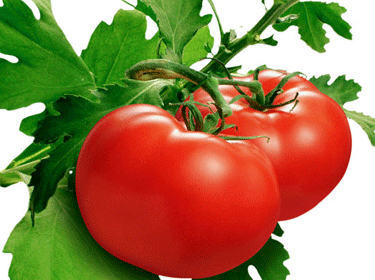 تحور جيني يحول البندورة إلى ثمار هجينة فائقة الإنتاج