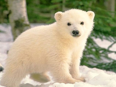  أخطر الأماكن السياحية.. مدينة الدببة 