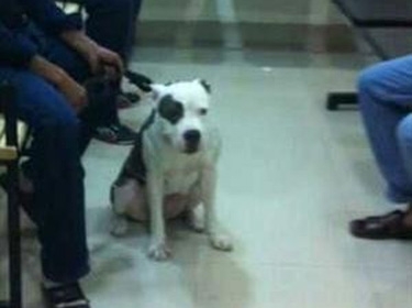 الأمن الكويتي يحتجز كلبة عضّت كلب دبلوماسية أمريكية