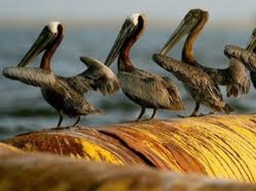 نفط كندي يتسرب في ولاية أركنسو الأمريكية