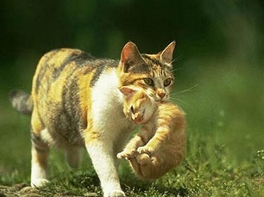 بالفيديو.. كيف تتصرف القطة عند وفاة ولدها..!؟