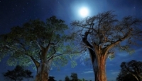 قد تنام الأشجار ليلاً!!