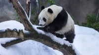 بالفيديو.. باندا عملاقة تحتفل بسقوط الثلوج 