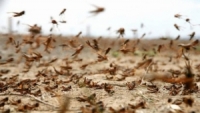 هل يصل الجراد الى سورية ..؟ الزراعة تعلق