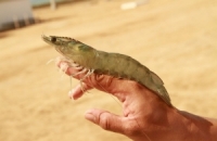 علماء يرصدون تطابقا بين عين مخلوق متحجر عمره 429 مليون عام وعين حشرة