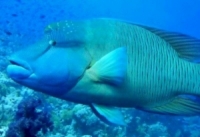 اختراع علمي ثوري.. “سمكة” بقلب بشري‏