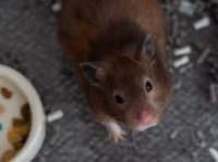 العلماء الأمريكيون ينتجون فئران هامستر سوري متوحشة