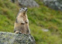 السلطات في منغوليا تعثرعلى مسببات مرضية شديدة السمية للطاعون الدبلي