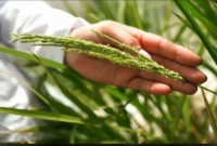 علماء روس يحولون القطب الشمالي إلى أرض زراعية ومخزن للحبوب