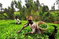 مصر تعرض على كينيا المقايضة للإستغناء عن الدولار