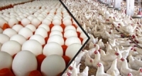 انخفاض أسعار الفروج والبيض بشكل ملحوظ في السوق المحلية