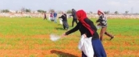 الزراعة: استمرار توزيع الأسمدة الآزوتية والفوسفاتية للأشجار المثمرة والبطاطا والقمح