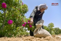 أكثر من 303 هكتارات المساحة المزروعة بالوردة الشامية في ريف دمشق