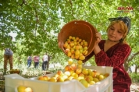 قرية الحميرة بالقلمون تذخر بأكثر من 44500 شجرة مشمش تنعش صناعة قمر الدين 