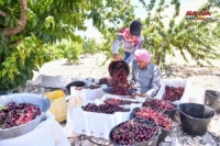 تشكل قيمة اقتصادية للمزارعين... أكثر من 900 ألف شجرة كرز تنتشر في قارة بريف دمشق